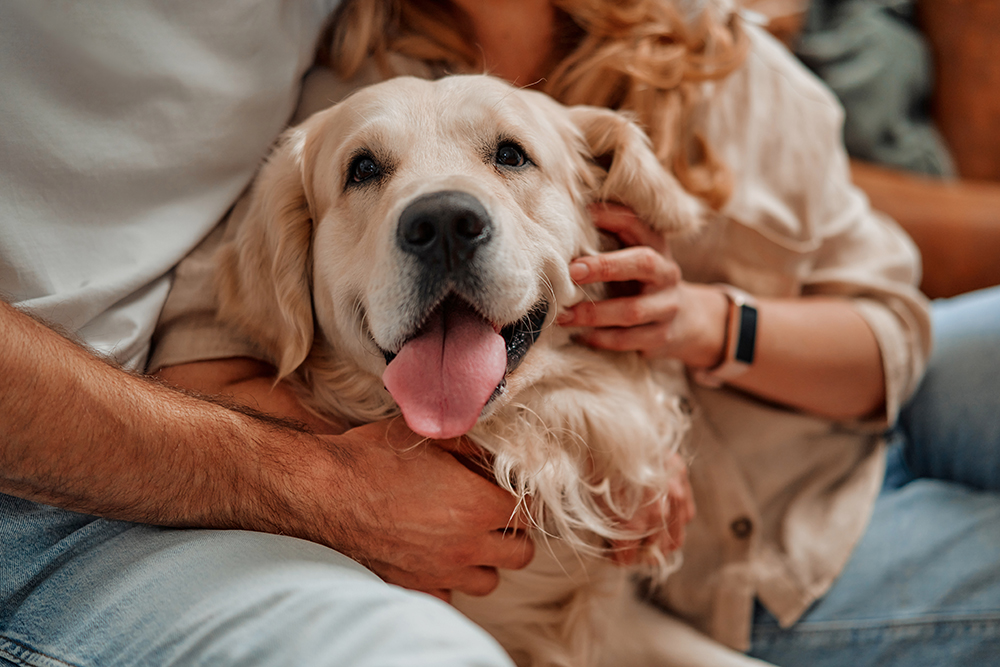 Pet CPR Courses